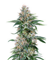 Graines de cannabis Orange Juice (Dinafem Seeds)