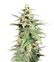 Pakistan Chitral Kush Standard (Ace Seeds) Cannabis-Samen