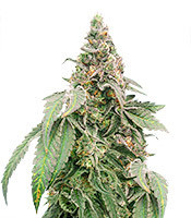 Mimosa Shot Feminized Seeds from Herbies Seeds