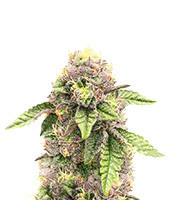 Sementes feminizadas de Sticky Sherbert GG (Seedkeepers)