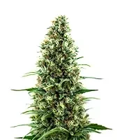 Birthday Cake Seeds
