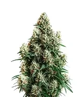 Cinderella 99 Auto Seeds
