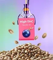 High-THC Bundle #1