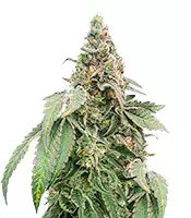 Graines féminisées de Mimosa Shot (Herbies Seeds)