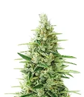 Oh My Gusher Auto Seeds