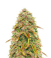 Sweet Mimosa XL Auto feminized seeds