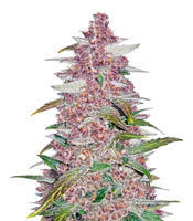 Blackberry Auto feminized seeds