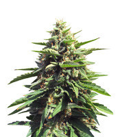 Graines de cannabis Blue Thunder regular (Sagarmatha Seeds)