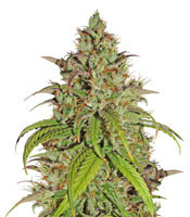 Jack Herer (Kera Seeds)