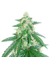 Graines de cannabis Cheese (Funky Skunk) (Expert Seeds)