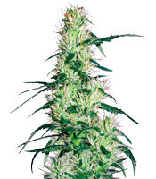 Purple Haze feminized seeds