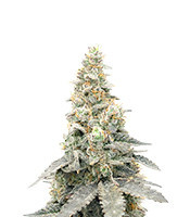 Purple Punch F1 Feminized Seeds (Seedkeepers)