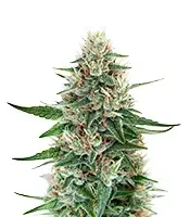 Black Toffee Auto Seeds