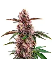 Gorilla Sherbet Seeds