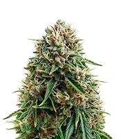Headlights Kush Auto feminized seeds