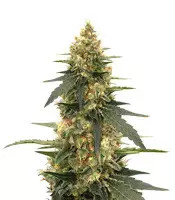 Strawberry Lemonade feminized seeds