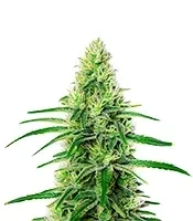 White Widow Seeds