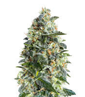 Heavy Bud feminized seeds