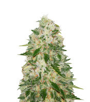 NYC Diesel feminized seeds