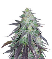 OGKZ feminized seeds