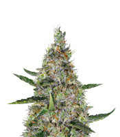 Pure Africa feminized seeds