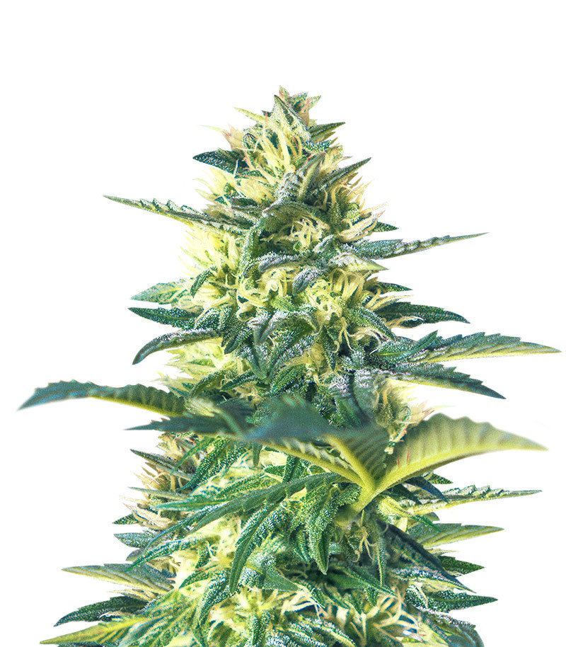 Bubba Kush Auto Feminized Seeds (Herbies Seeds USA)