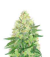 Californian Gold feminized seeds