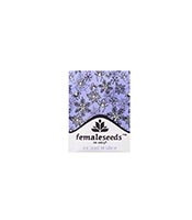 ICED Widow feminized seeds