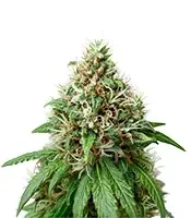 Automatic feminized seeds (Big Buddha Seeds)