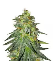 Bruce Banner #3 feminized seeds (Original Sensible Seeds)