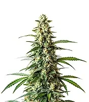 Mamba Negra Fast Seeds