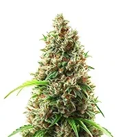 Semi Femminizzati NYC Sour D Auto (Tyson S) (Royal Queen Seeds)