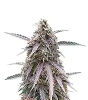 Purple Kush Seeds (Herbies Seeds)
