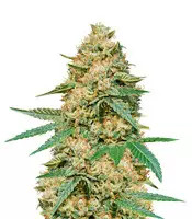 Silver LA feminized seeds