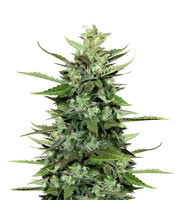 Graines de cannabis Auto Kong 4 (Paradise Seeds)