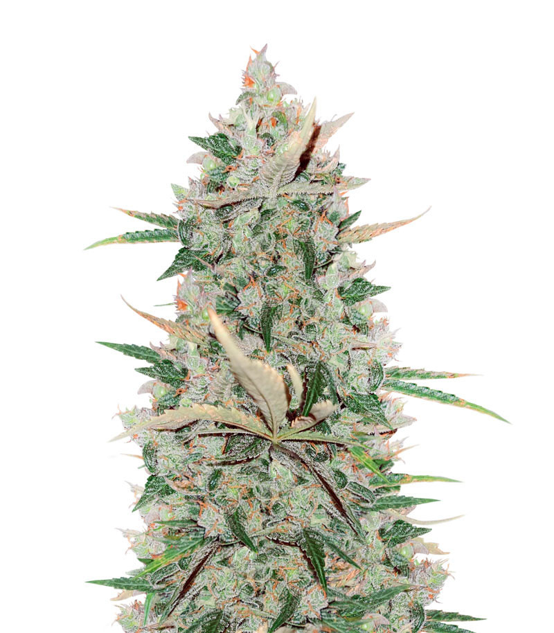 Girl Scout Cookies Autoflower (Herbies USA Express)