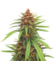 Semi messicani Sativa Regular