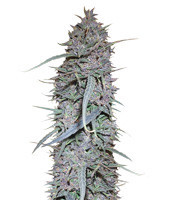 Graines de cannabis Purple Haze x Malawi Regular (Ace Seeds)