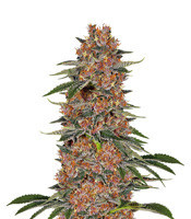 Graines de cannabis Purple Punch (Seedstockers)