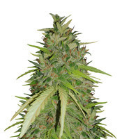 Ultra Lemon Haze Auto feminized seeds