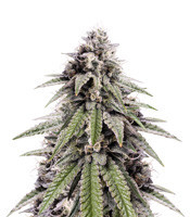 Z (Kera Seeds) Cannabis-Samen
