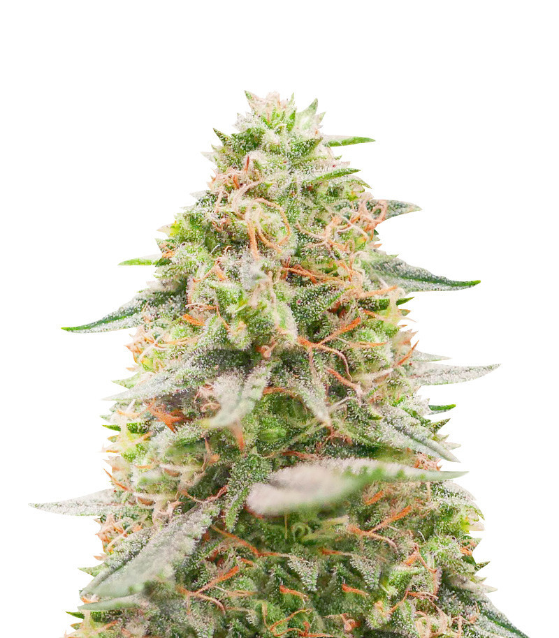 Amnesia Fast Version Feminized Seeds (Herbies Seeds USA)
