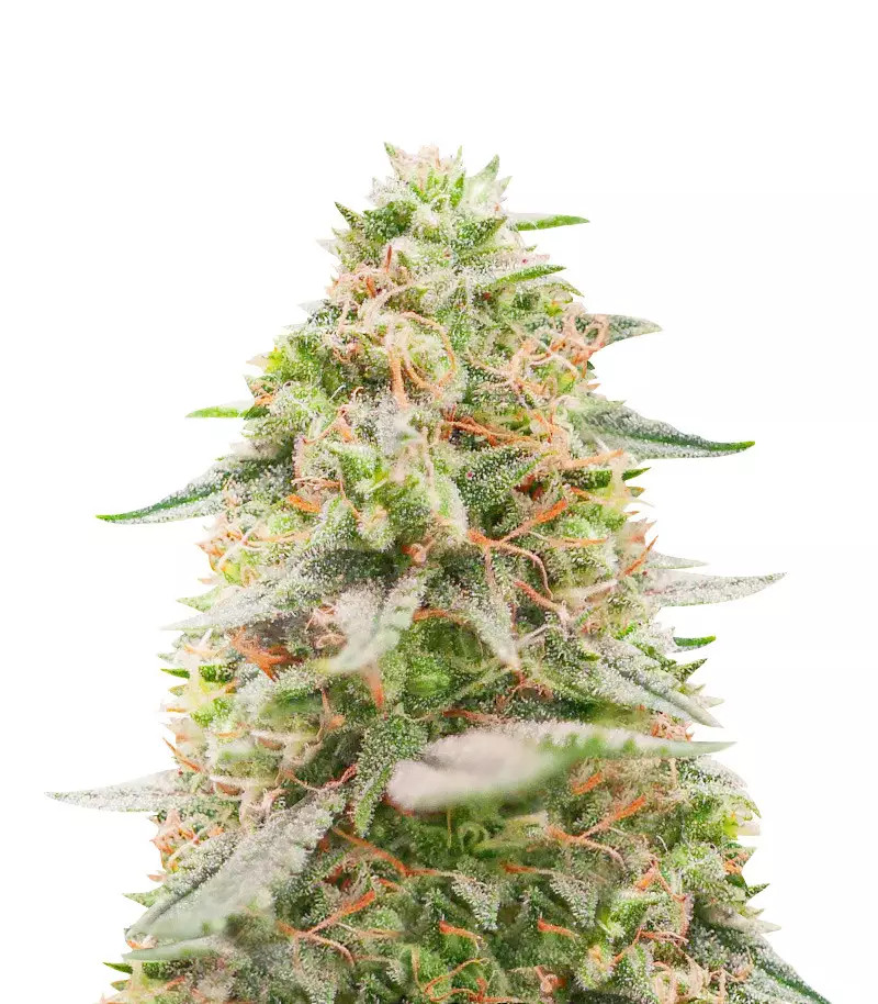 Amnesia Fast Version