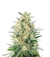 Bubble Gum Fast semi femminizzati