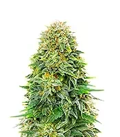 Dream Queen Autoflower Feminized Seeds (Humboldt Seed Company)