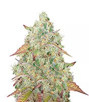 Graines féminisées de Grandmommy Purple (Herbies Seeds)