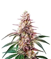 Ice Cream Cake Seeds