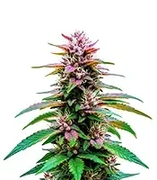 Jealousy Seeds