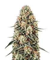 Russian Haze Auto feminized seeds