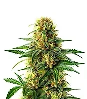 Steve’s Hellfire OG Seeds
